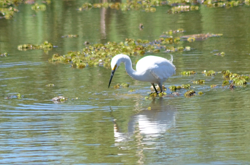 Photo Garcita Blanca