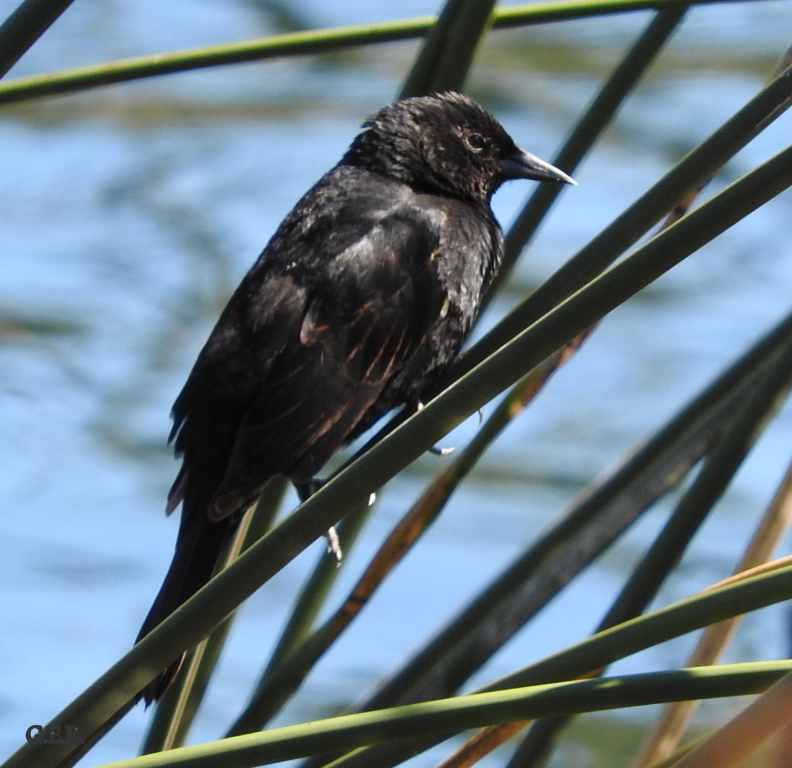 Photo Varillero Ala Amarilla