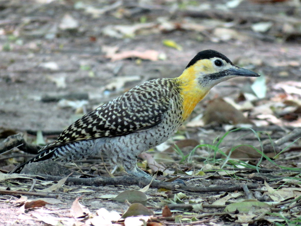 Foto Carpintero Campestre