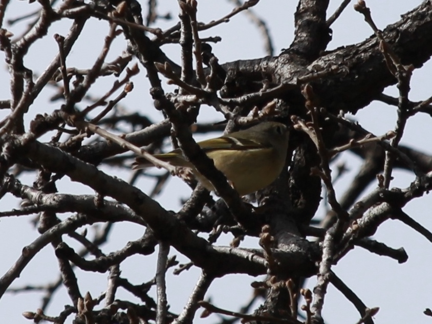 Foto Reyezuelo de Rojo