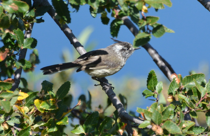 Photo Cachudito Pico Negro