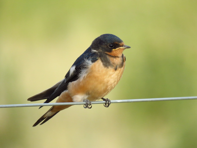 Photo Golondrina Tijerita