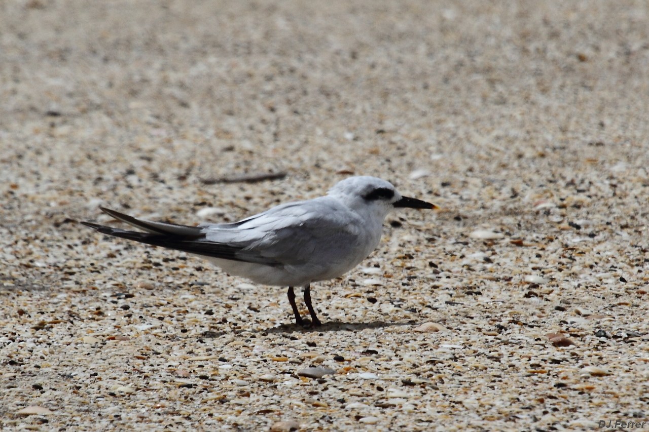 Foto Gaviotín Lagunero