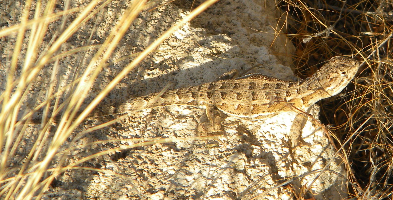 Foto Lagartija Austral