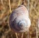 Spanish Snail ()
