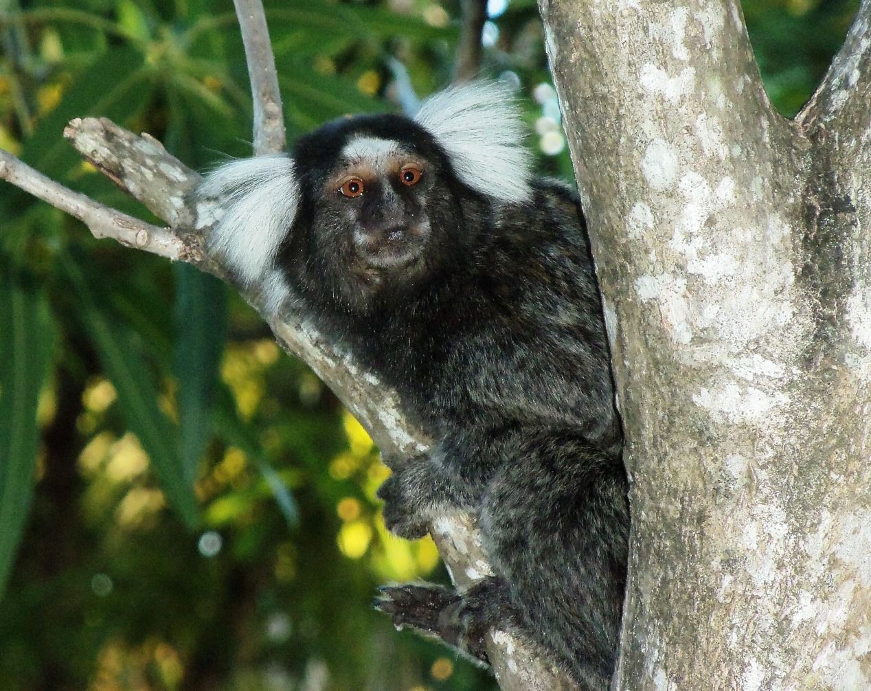 Foto Mono Tití Común