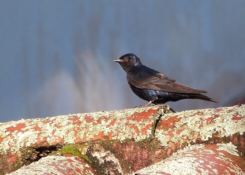 Foto Golondrina Negra