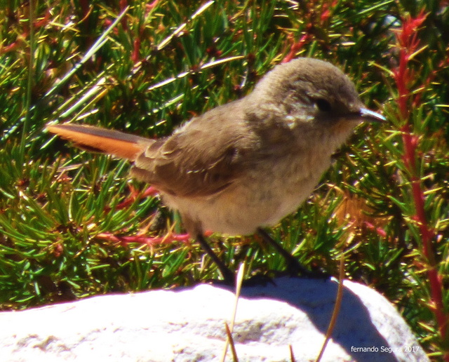 Photo Canastero Pálido
