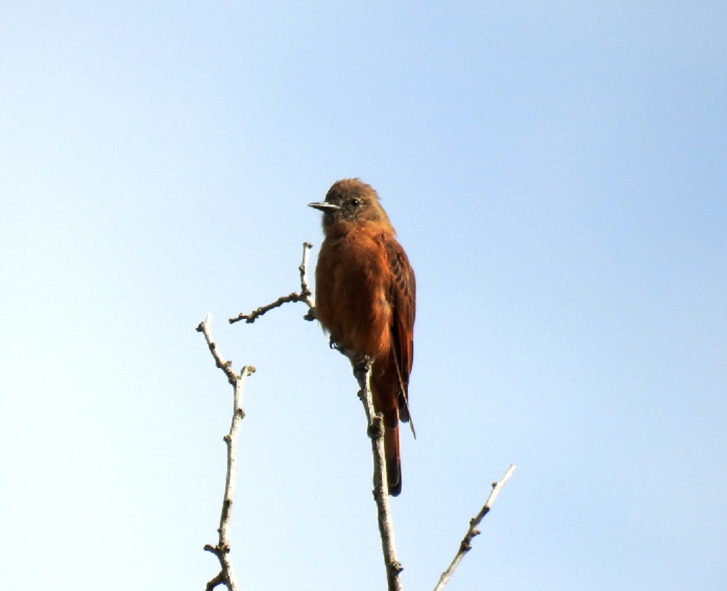 Birro Común (Hirundinea ferruginea)