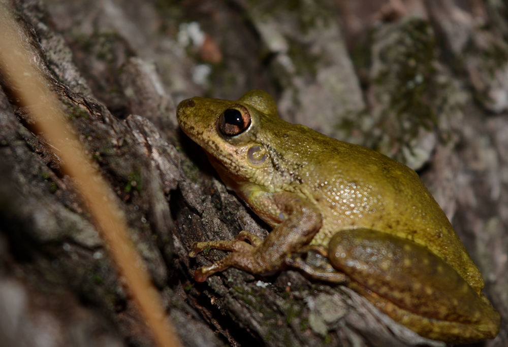 Photo Ranita Hocicuda de Pintas Claras