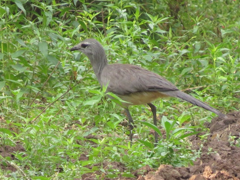 Photo Chuña Patas Negras