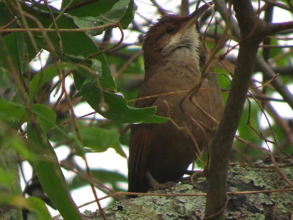 Photo Bandurrita Chaqueña