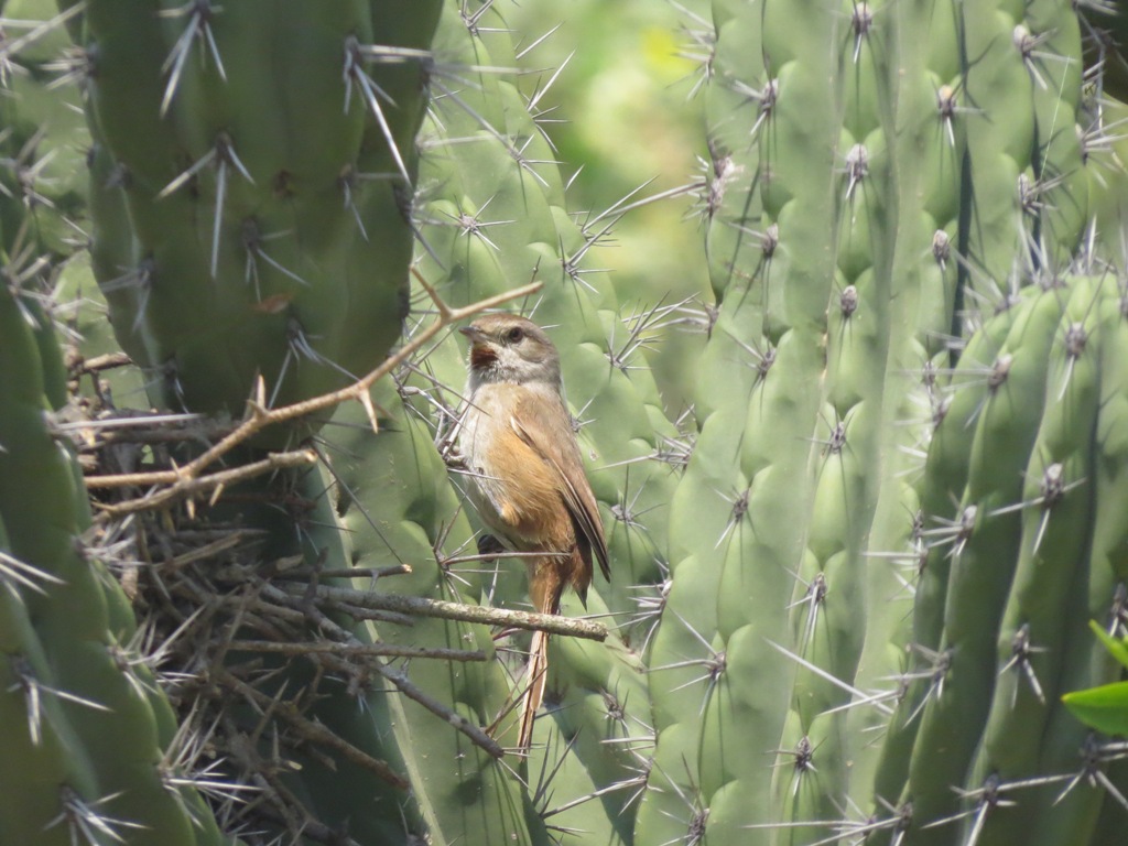 Photo Canastero Chaqueño