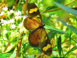 Foto Perezosa Común