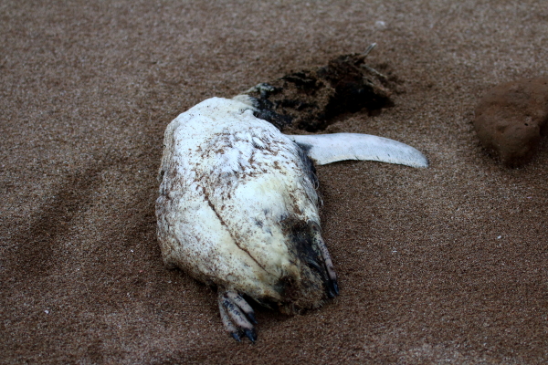 Foto Pingüino Patagónico