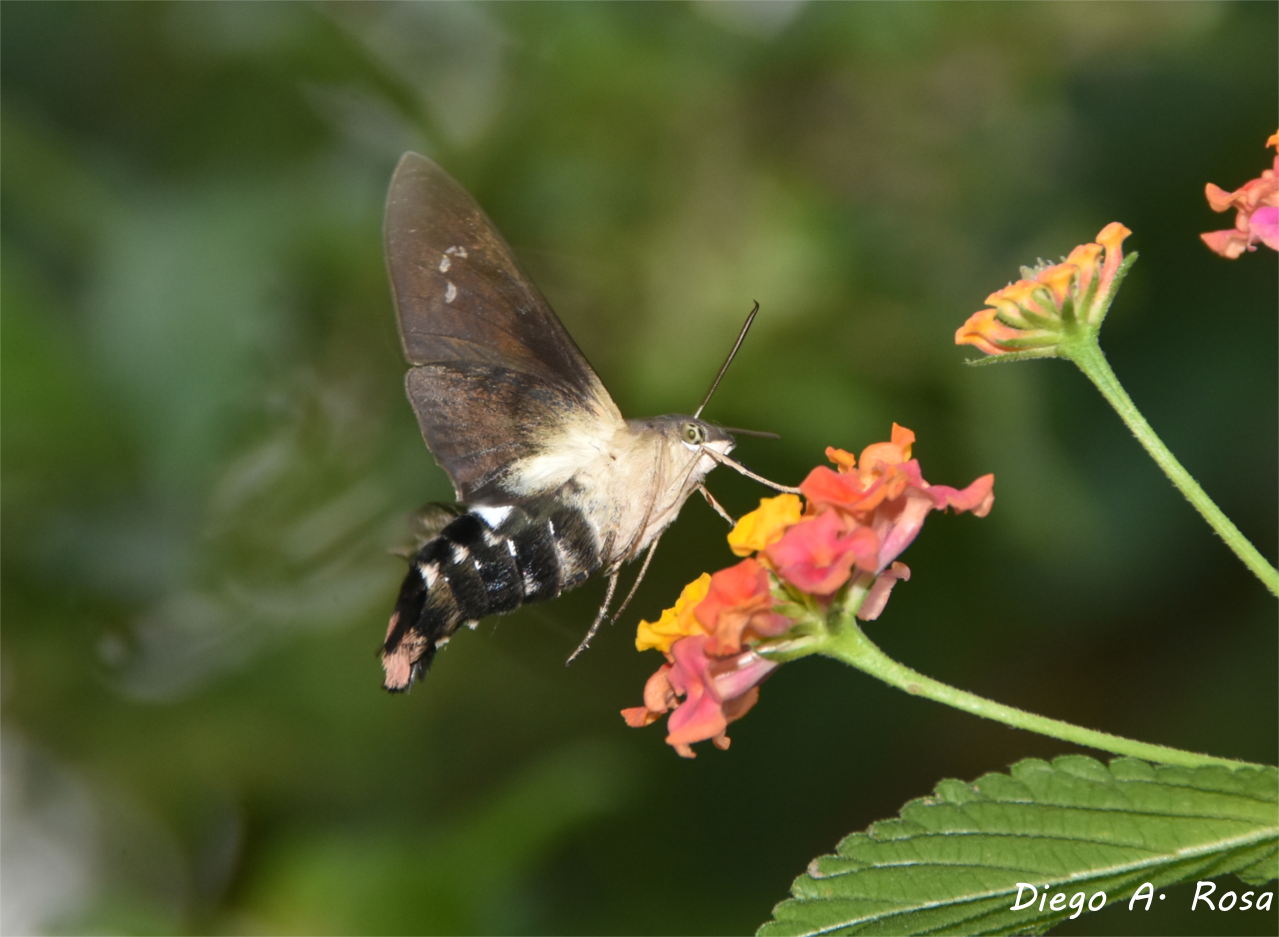 Foto Esfinge Colibrí