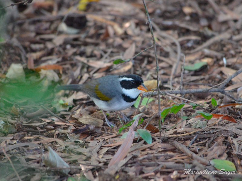 Foto Cerquero de Collar Litoraleño