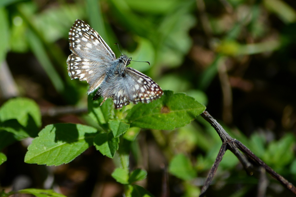 Photo Ajedrezada Común