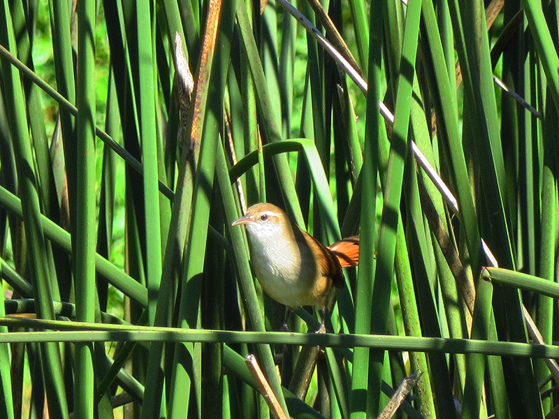 Photo Pajonalera Pico Curvo