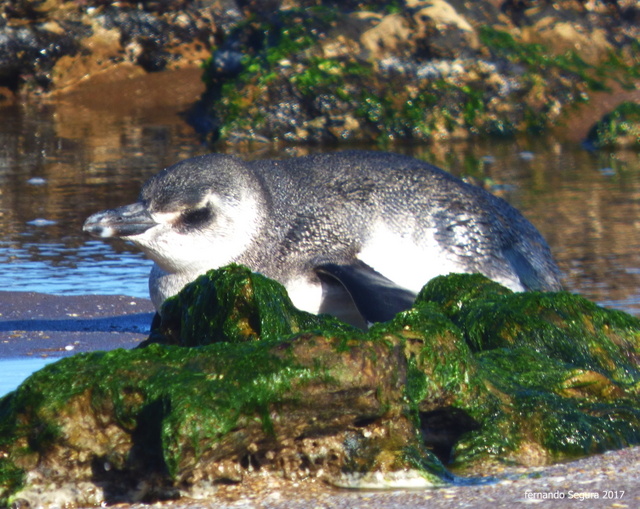 Photo Pingüino Patagónico