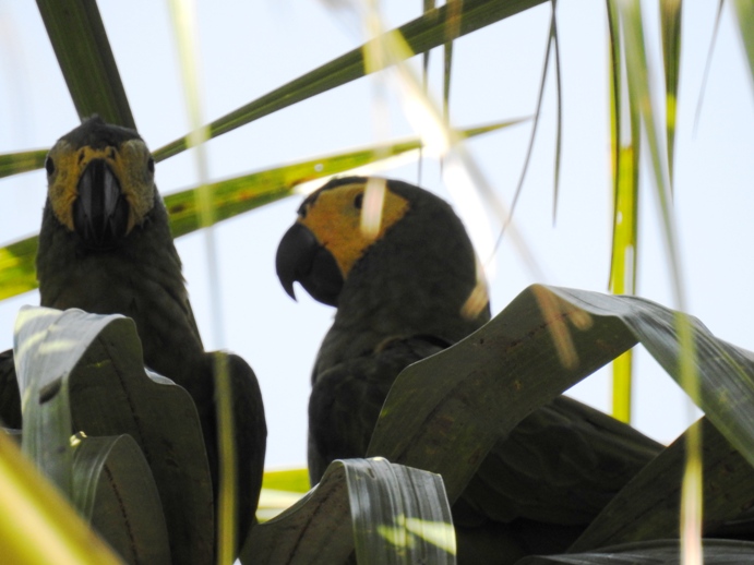 Foto Guacamayo de Vientre Rojo