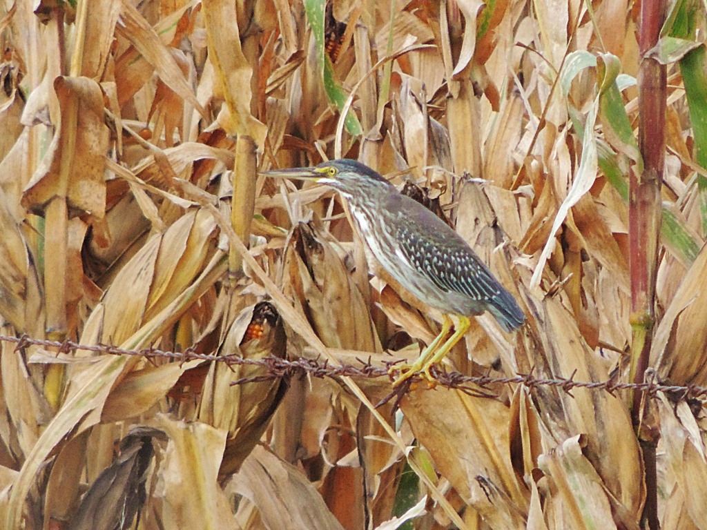 Photo Garcita Azulada