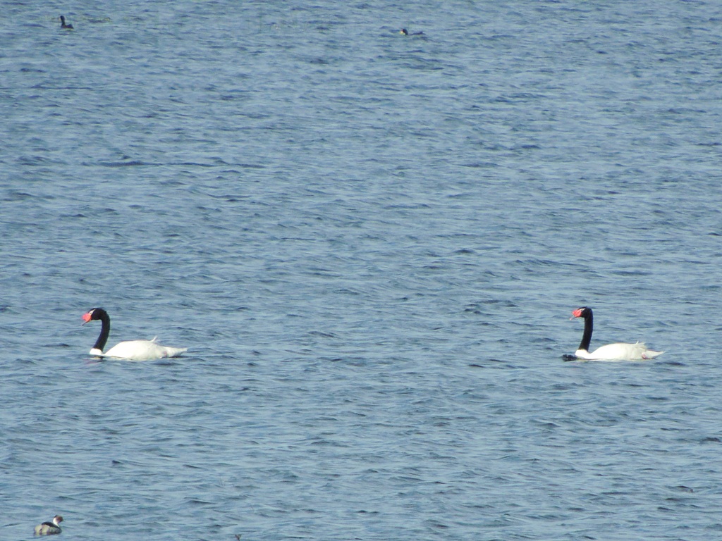 Photo Cisne Cuello Negro