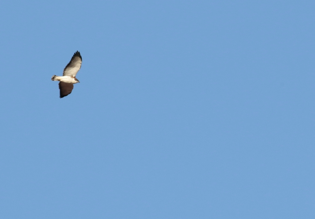 Photo Aguilucho Común