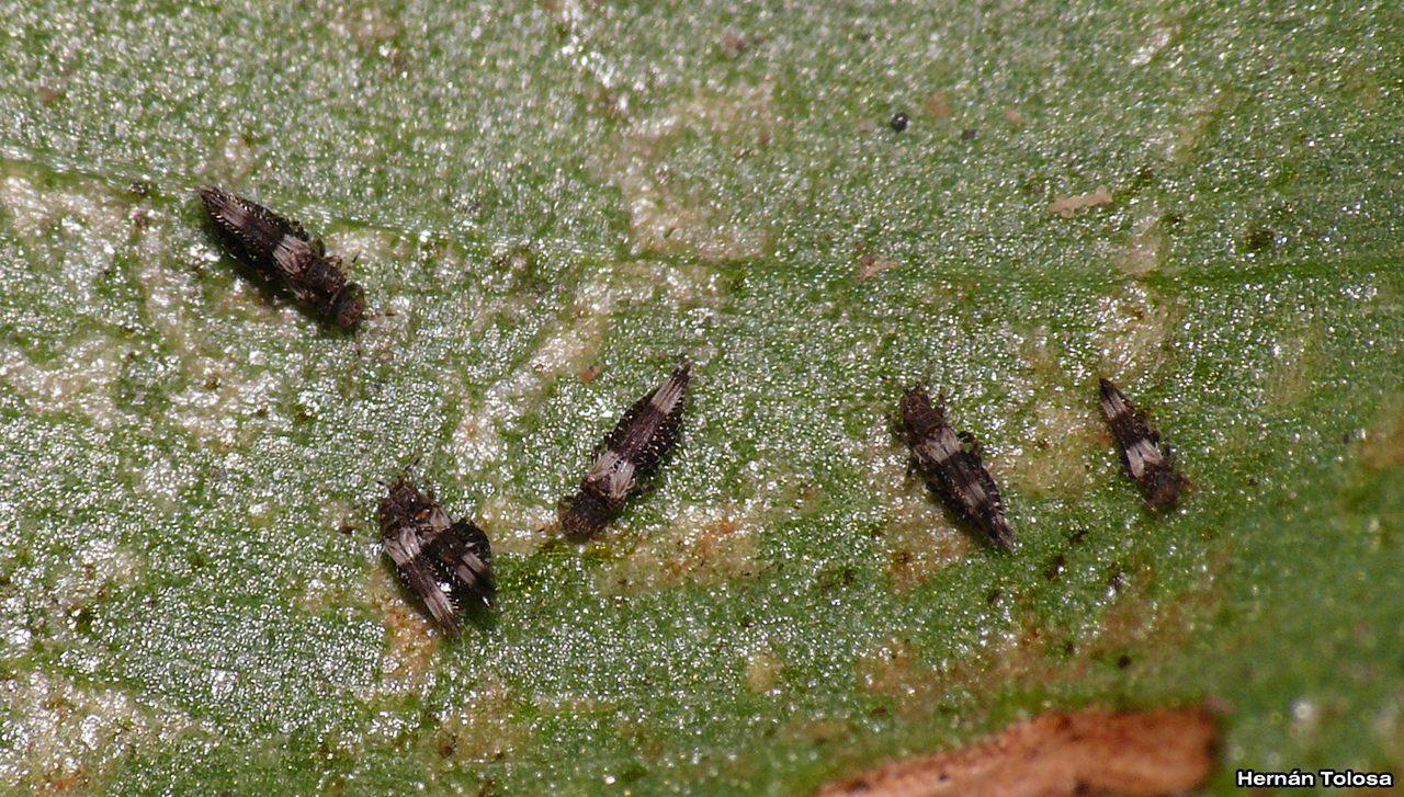 Foto Trips del Poroto