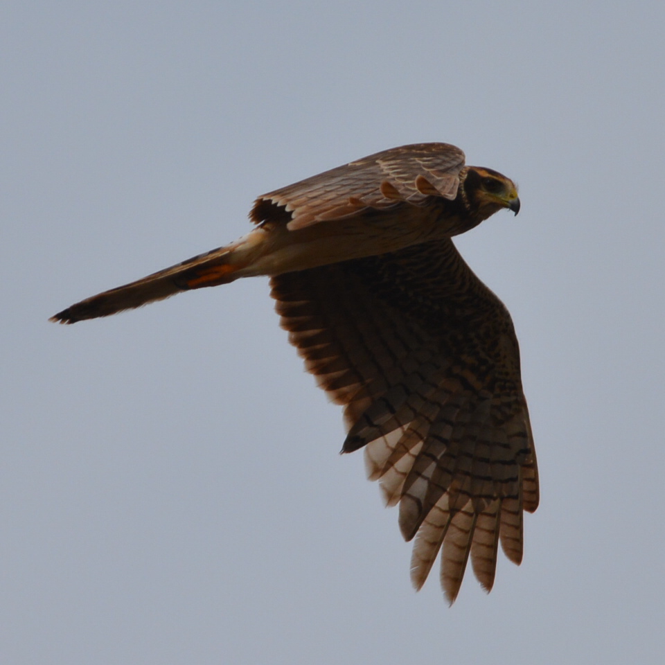 Foto Gavilán Planeador