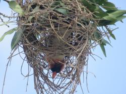 Foto Tejedor Cabecirrojo