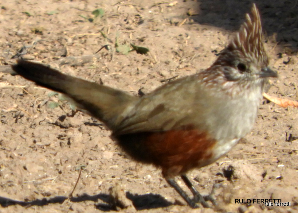 Photo Gallito Copetón