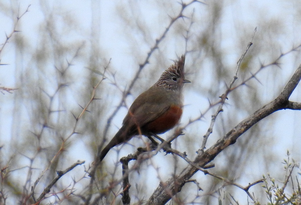 Photo Gallito Copetón