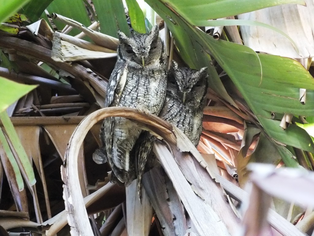 Photo Alilicucú Común