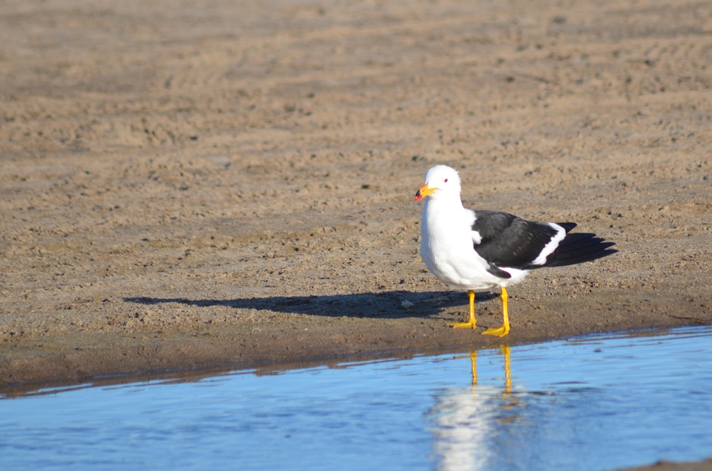 Photo Gaviota Cangrejera