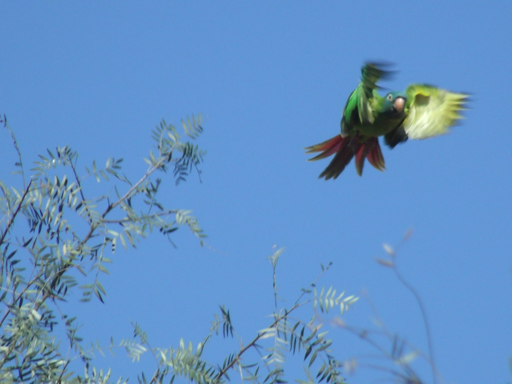 Photo Calancate Común