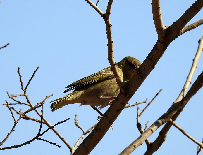 Foto Tejedor de El Cabo