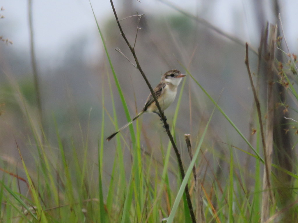 Photo Yetapá de Collar