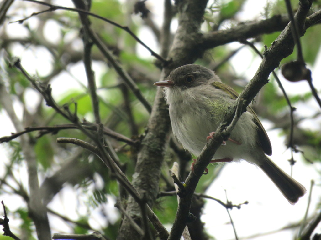 Photo Mosqueta Ojo Dorado