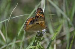 Foto Cuatro Ojos Común