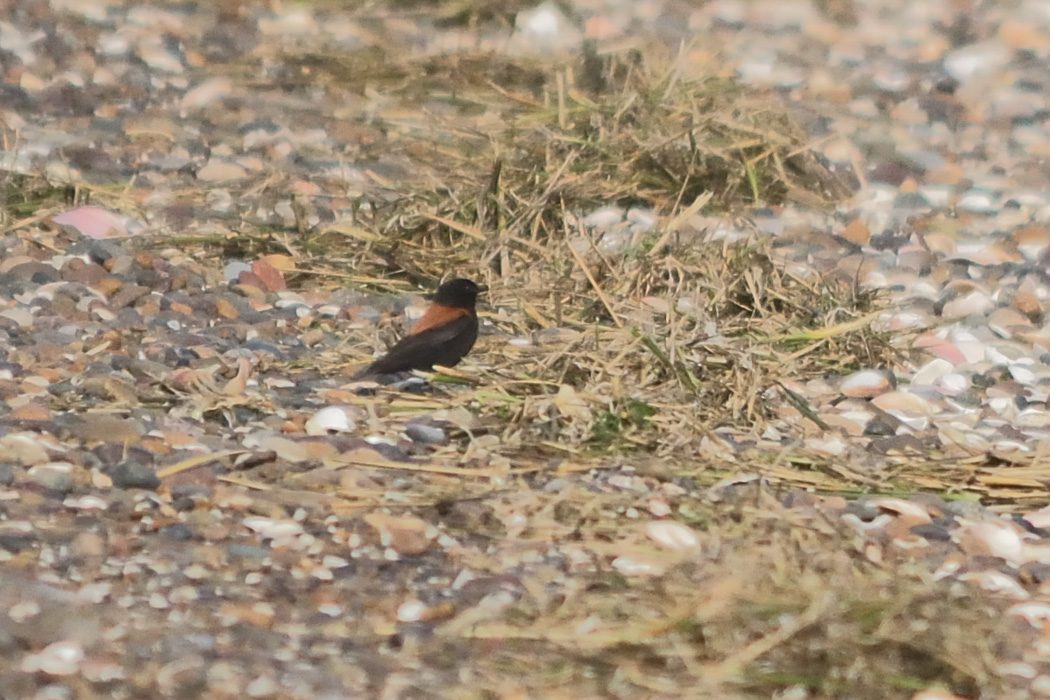 Foto Sobrepuesto Común