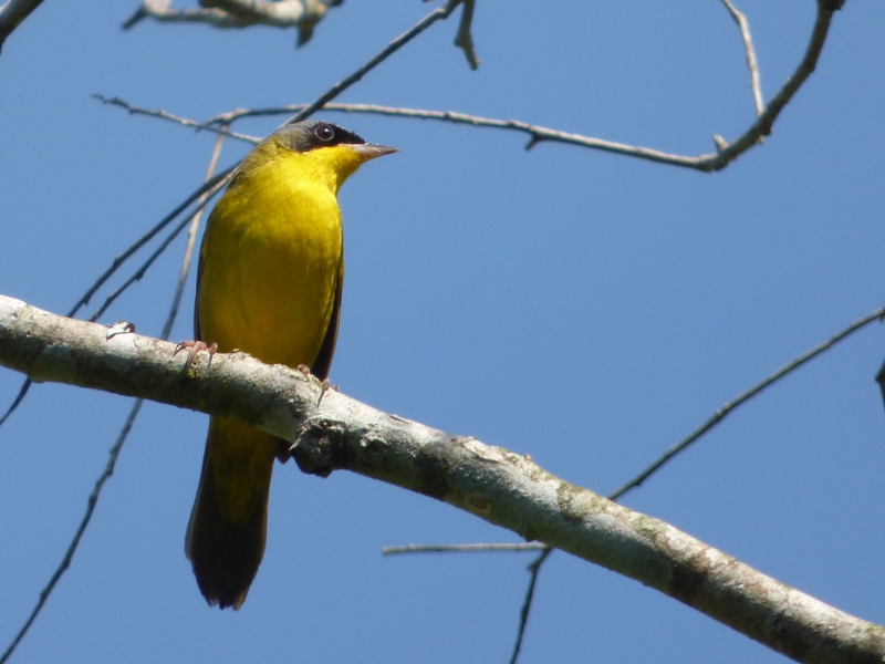 Photo Arañero Cara Negra
