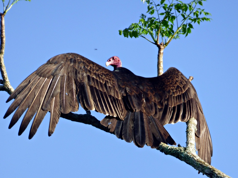 Photo Jote Cabeza Colorada