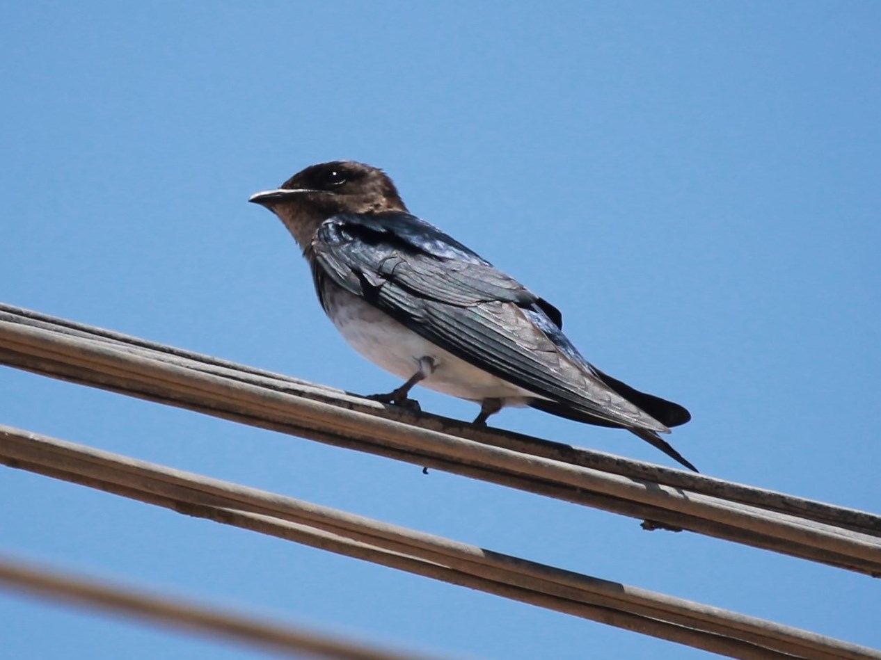 Photo Golondrina Doméstica