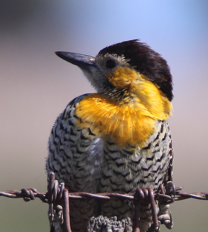 Foto Carpintero Campestre