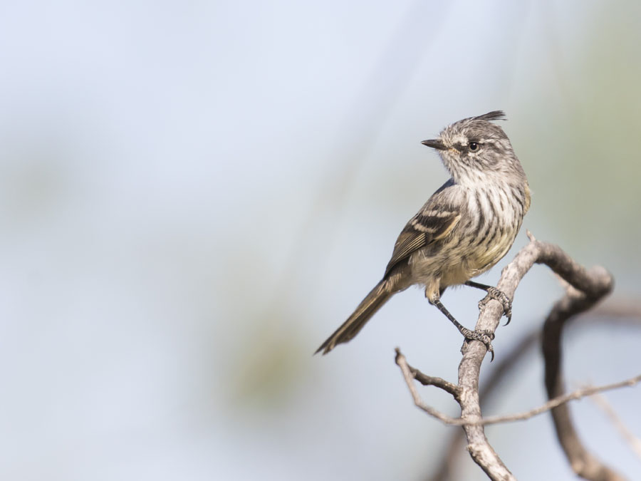 Photo Cachudito Pico Negro