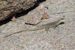 Foto Lagartija Rupestre
