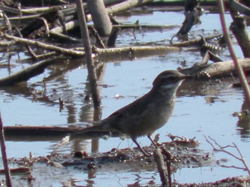 Photo Remolinera Común