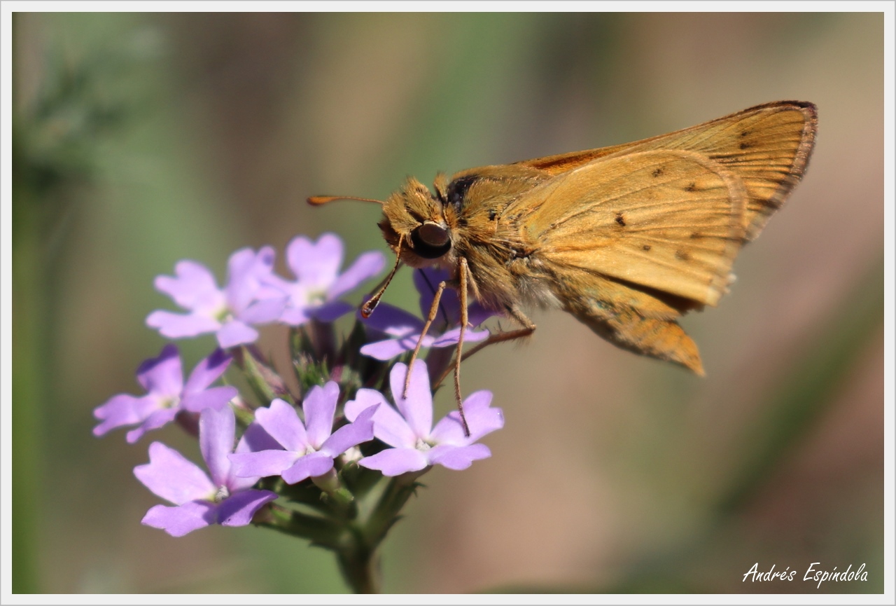 Photo Saltarina Amarilla