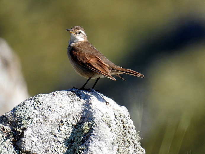 Photo Remolinera Serrana